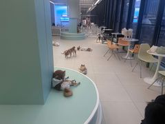 -怪兽屋·羊驼·猫咖·狗咖(俊华广场店)