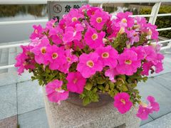 -厦门国家会计学院
