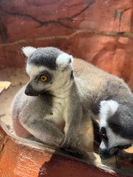 -Zoolung Zoolung动物主题公园(海信广场店)