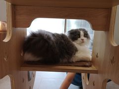 -飞行喵MR PILOT|猫舍·猫咖(静安大融城店)