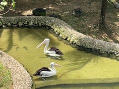 -新加坡飞禽公园