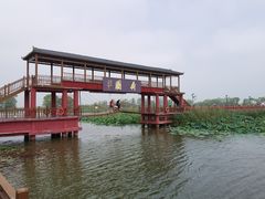-微山湖红荷湿地景区
