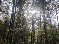 -汤旺河林海奇石景区