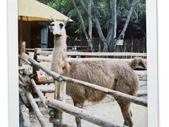-泉州海丝野生动物世界