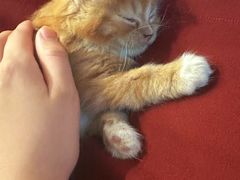 -楼上猫咖(罗湖店)