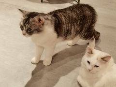 -猫儿山۰猫主题餐厅