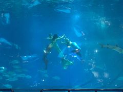 -烟台海昌鲸鲨海洋公园