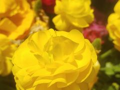 -苏州上方山国家森林公园