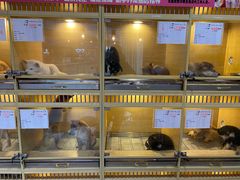 -南京Hallo宠物乐园·哈罗犬舍·柴犬繁育基地