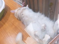 -龟与熊猫宠物公园(南坪店)
