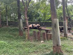 -都江堰中华大熊猫苑