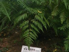 -广州神农草堂中医药博物馆