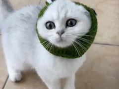 -lincat·猫舍(广州店)