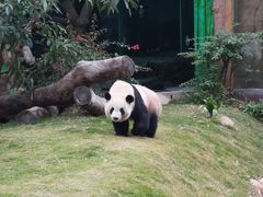 -灵玲国际马戏城