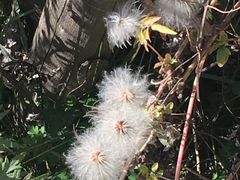 -叠溪松坪沟景区