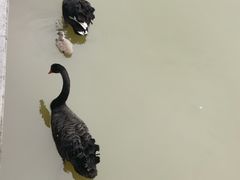 -福建鲤鱼洲酒店