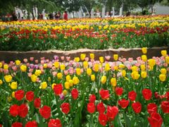 -洛阳郁金香牡丹园