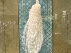 -孔雀云贵川·融合菜(长宁来福士店)