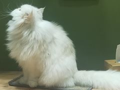-猫亿天猫咖