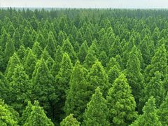 -黄海国家森林公园