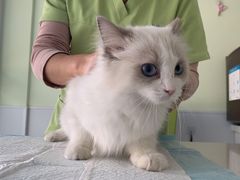 -艾吉宠物医院·疑难杂症转诊中心·猫友好(碧江路院)