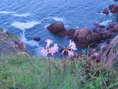 -枸杞岛