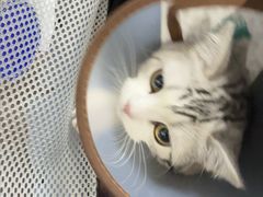 -谐和贝康宠物医院24小时·宠保定点(急重症转诊中心)
