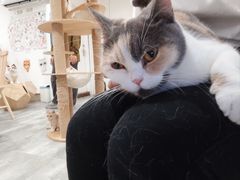 -楼上猫咖(罗湖店)