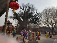 -大槐树寻根祭祖园