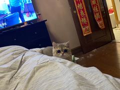 -东方名猫馆·英短金渐层布偶猫舍(环线广场1号楼店)