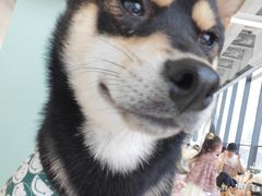 -怪兽屋·羊驼·猫咖·狗咖(俊华广场店)