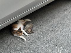 -申普宠物医院·眼科·心内科·影像科(普陀分院)