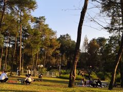 -铁山坪森林公园