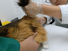 -心仪动物医院·牙专科·肿瘤·心脏科(西客站院)