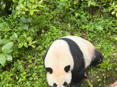 -都江堰中华大熊猫苑