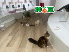 -COLOR PETS 撸猫馆·购猫·猫咖(长风大悦城店)