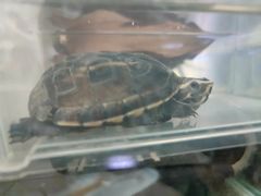 -北京观赏动物医院·24小时大型综合·猫专科·异宠专科