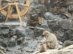 -合肥野生动物园