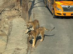 -大连森林动物园