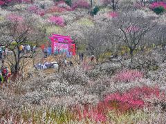 -香雪海