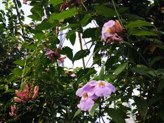 -查茨沃斯庄园