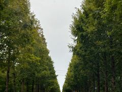 -黄海国家森林公园