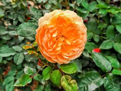 -人民公园(罗湖区)