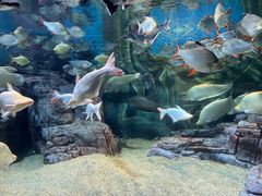 -上海海洋水族馆