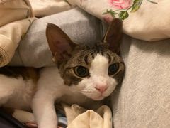 -momokira米努特·德文卷毛猫·棉花面纱犬