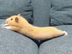 -鞠氏黑芝麻糊(水塔店)