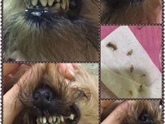 -爱宠屋pet shop·宠物洗澡·宠物美容