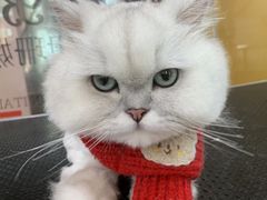-车接车送·寄养洗护·德文猫舍(大宁店)
