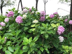 -上海滴水湖皇冠假日酒店