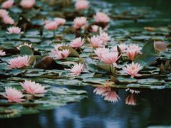 -白鹭湾湿地公园